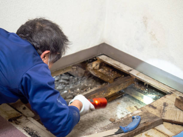 Certified Mold Removal in Fall River, MA