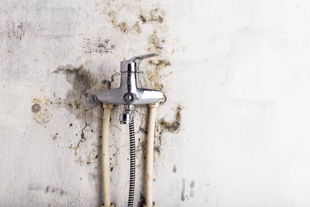 Best Mold Cleaning Services  in Fall River, MA