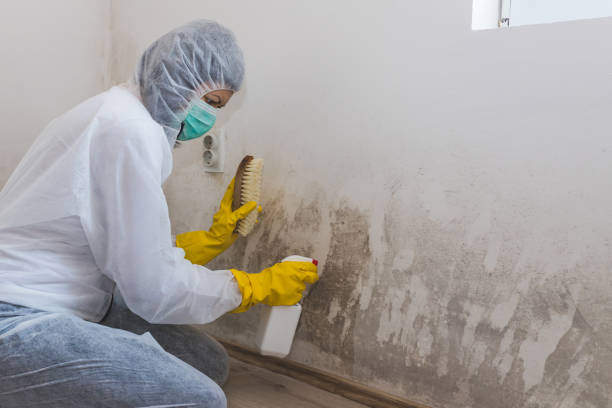 Best Mold Testing  in Fall River, MA