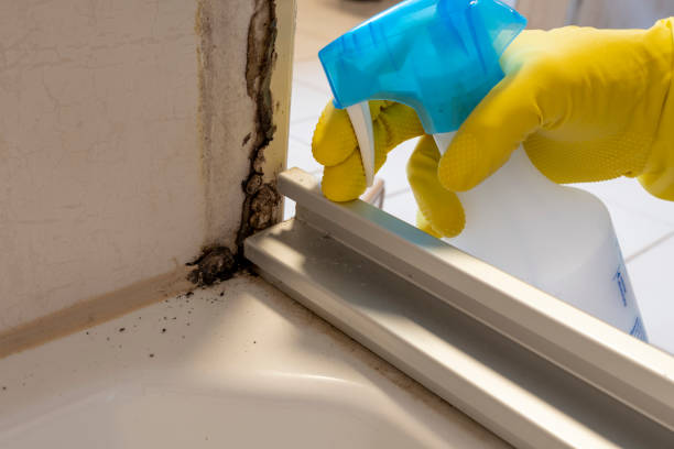 Best Mold Removal Company Near Me  in Fall River, MA