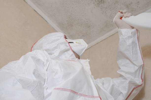 Best Same-Day Mold Removal  in Fall River, MA