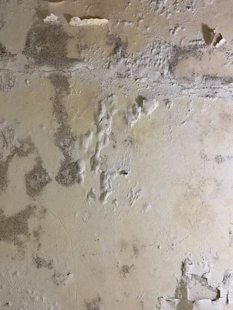 Best Black Mold Removal  in Fall River, MA