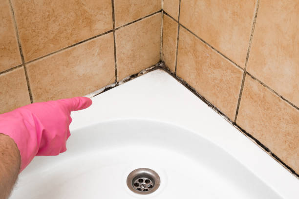 Best Commercial Mold Removal  in Fall River, MA